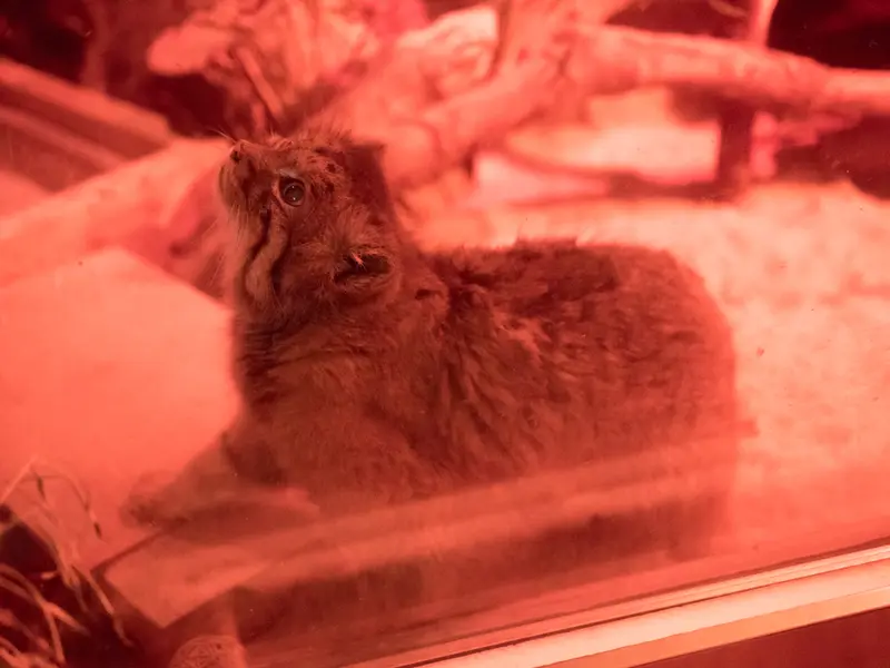 A photograph of Naim in Ueno Zoological Gardens
