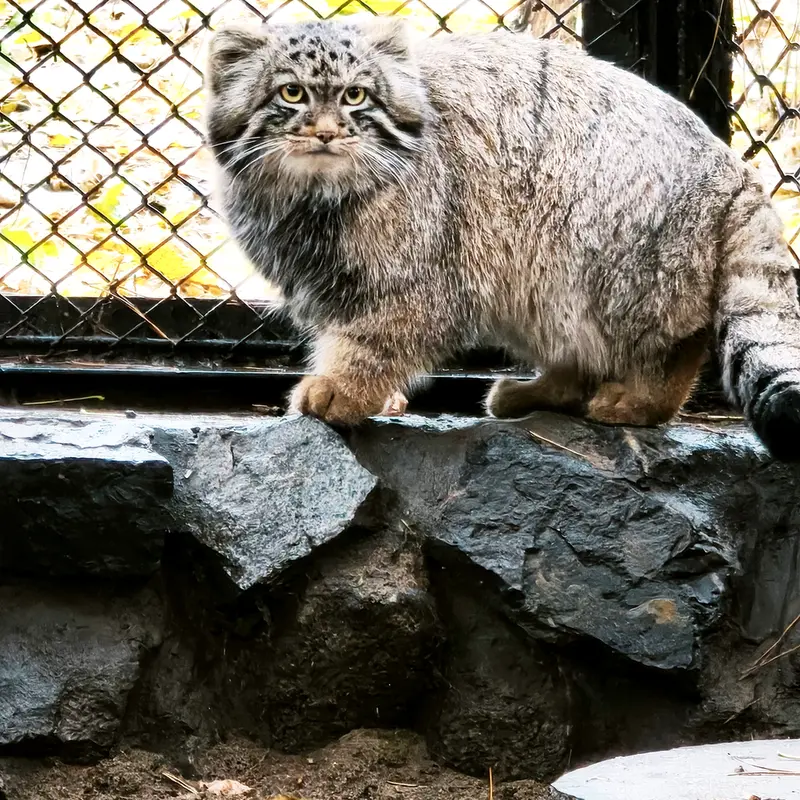 A photograph of Son of Adele b.2026 Ⅰ in Novosibirsk Zoo
