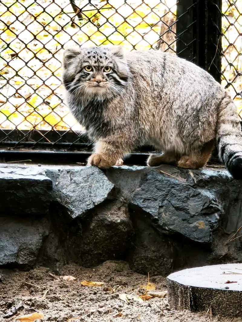 A photograph of Son of Adele b.2026 Ⅲ in Novosibirsk Zoo