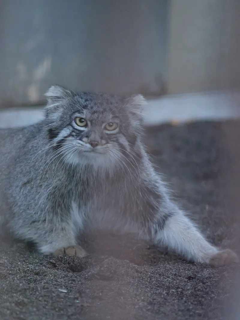 A photograph of Figa in Nogeyama Zoo