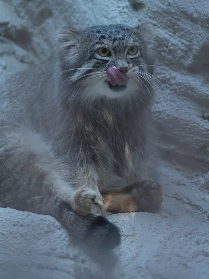 A photograph of Figa in Nogeyama Zoo