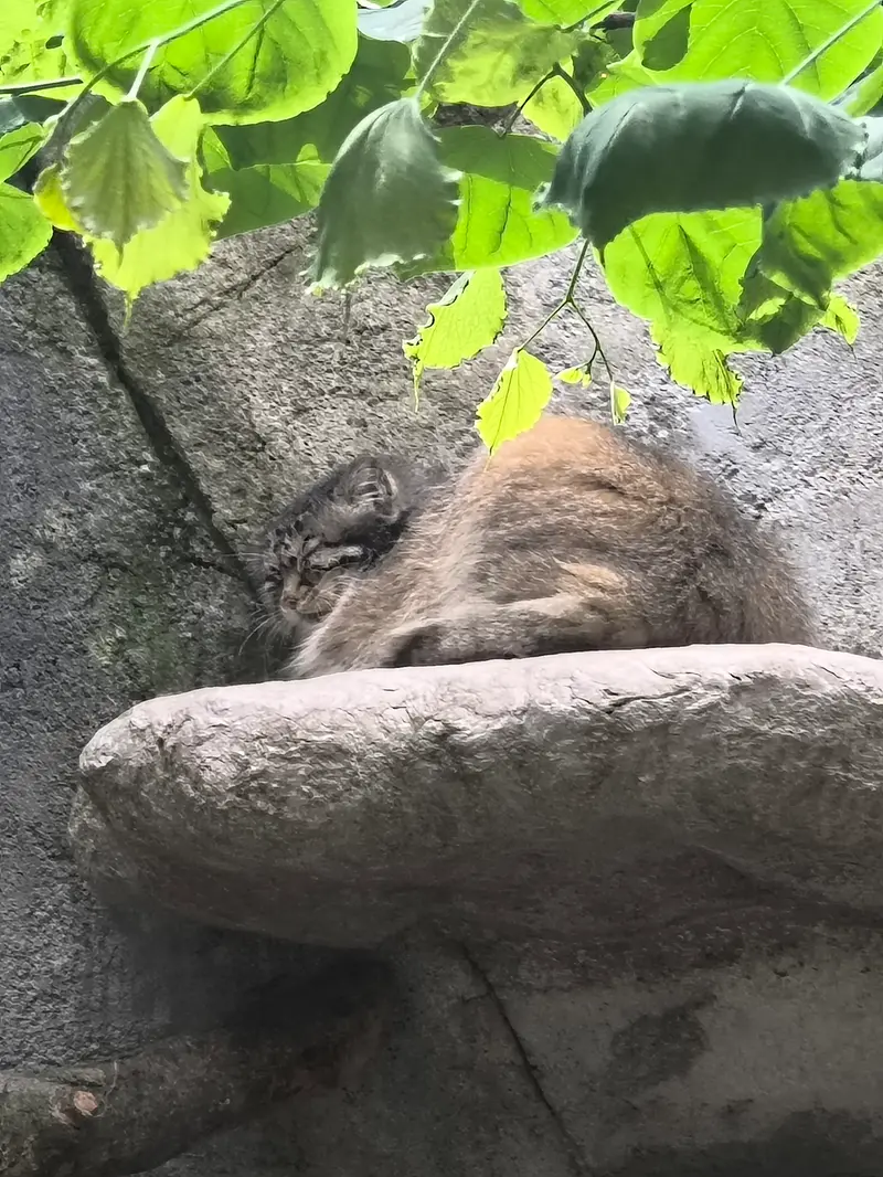 Another manul pilgrimage. Tho there was only one this time. No idea the name