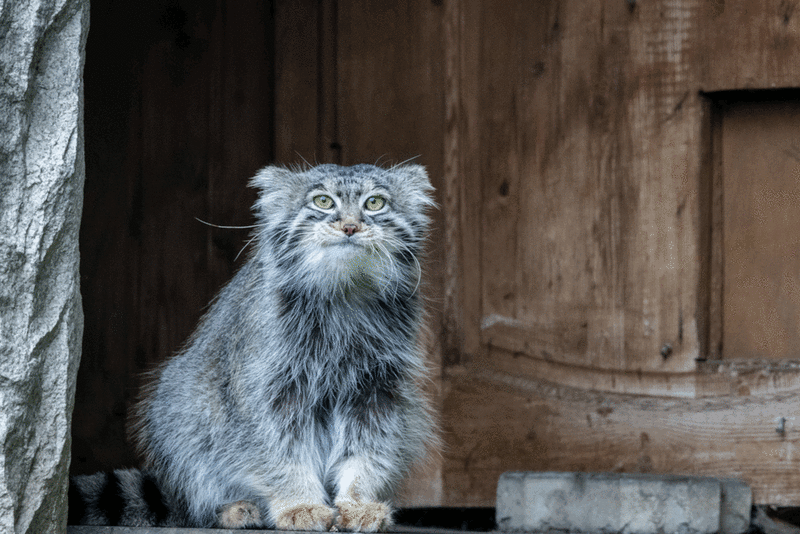 A photograph of a Pallas's cat