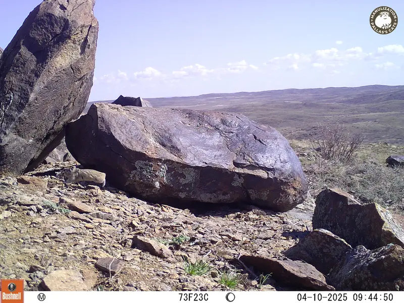 A photograph of Kazakh pika from Koshkar camera trap
