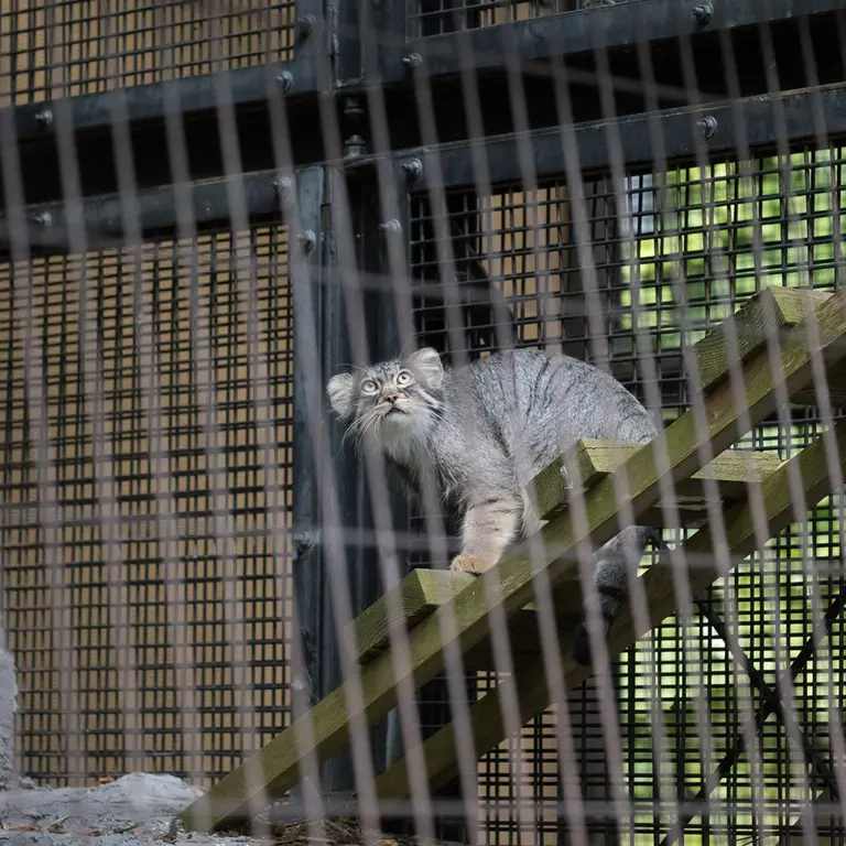 A photograph of Hide in Asahiyama Zoo