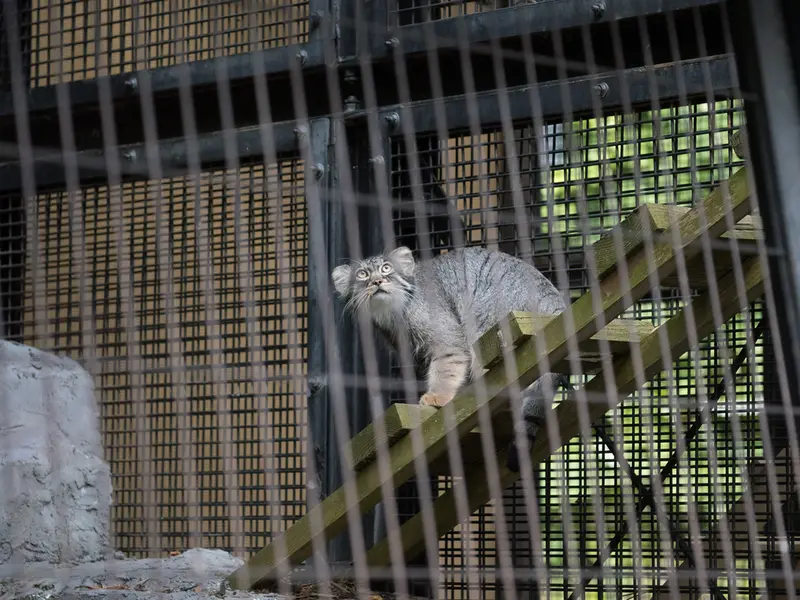 A photograph of Hide in Asahiyama Zoo