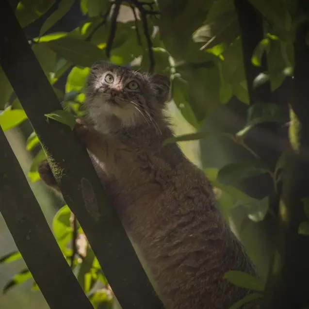 A photograph of a Pallas's cat in Chester Zoo