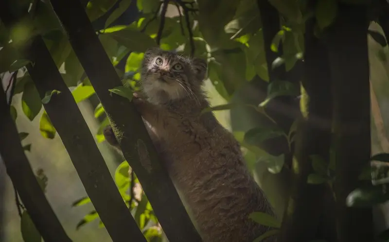 A photograph of a Pallas's cat in Chester Zoo