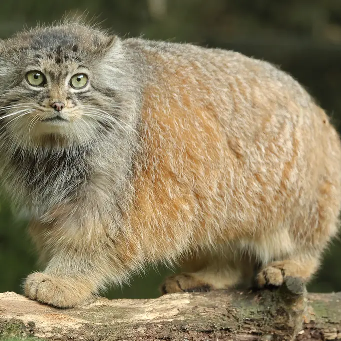 A photograph of Poes in Rotterdam Zoo