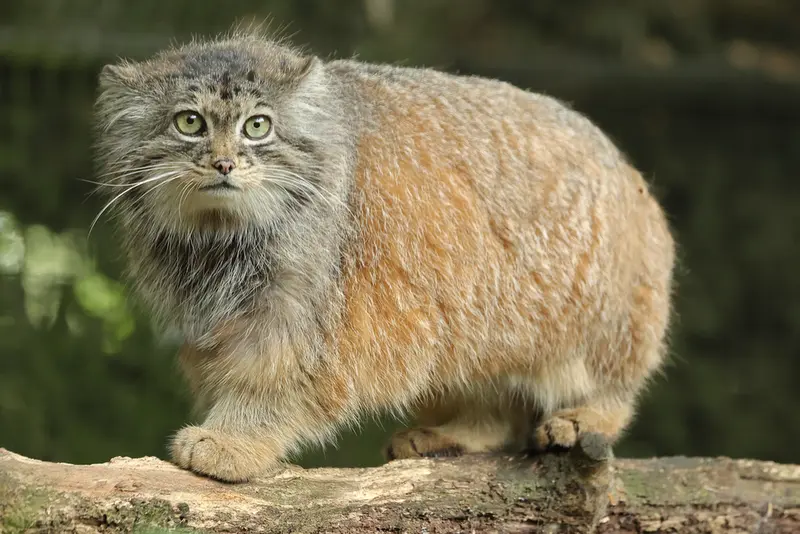 A photograph of Poes in Rotterdam Zoo