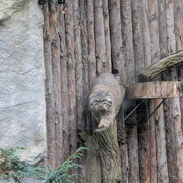 A photograph of Kubi in Wrocław Zoo