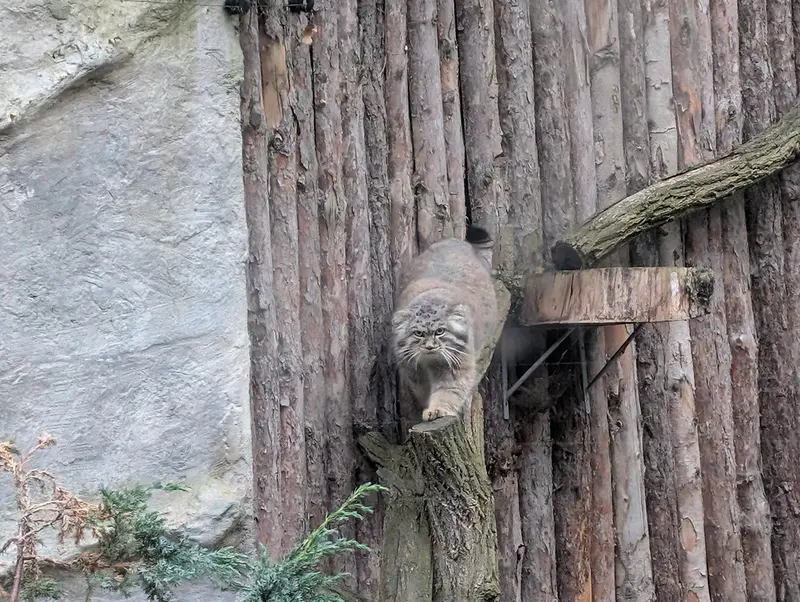 A photograph of Kubi in Wrocław Zoo