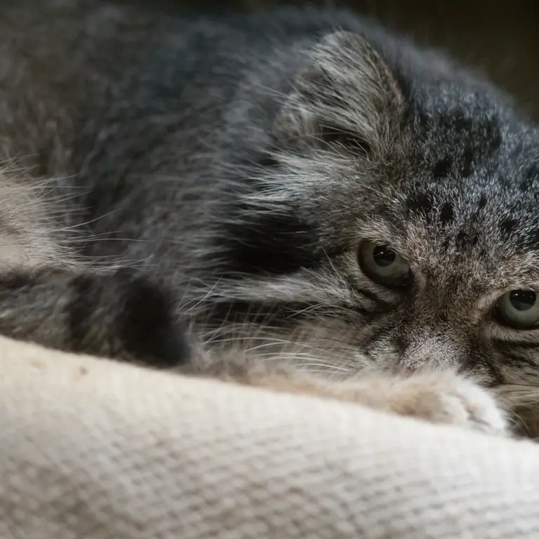 A photograph of Klyon in Ueno Zoological Gardens
