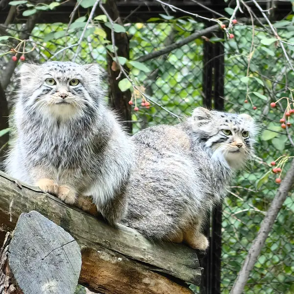 A photograph of Son of Eve 2024 Ⅰ and Sychik in Novosibirsk Zoo