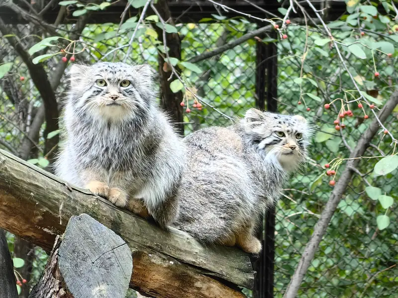 A photograph of Son of Eve 2024 Ⅰ and Sychik in Novosibirsk Zoo