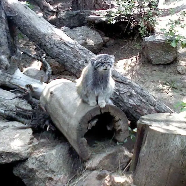 A photograph of Nadia in Cheyenne Mountain Zoo