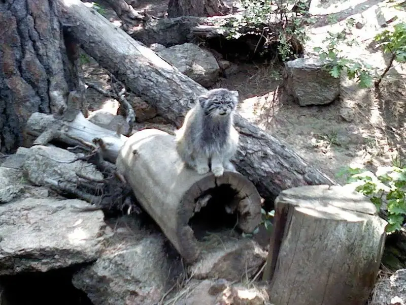 A photograph of Nadia in Cheyenne Mountain Zoo