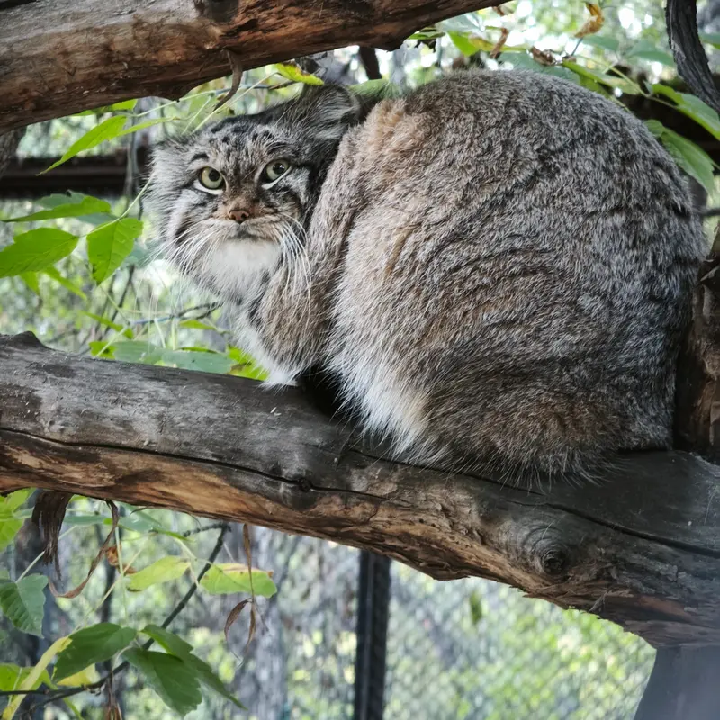A photograph of Snezhinka in Novosibirsk Zoo