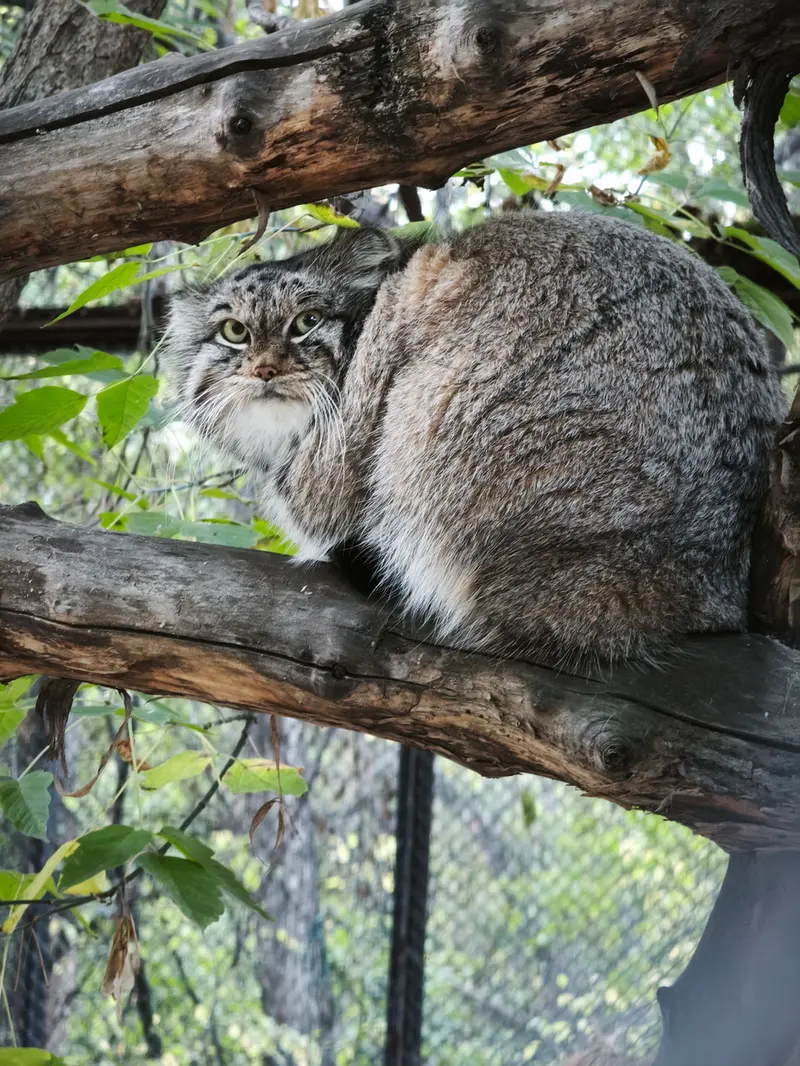 A photograph of Snezhinka in Novosibirsk Zoo