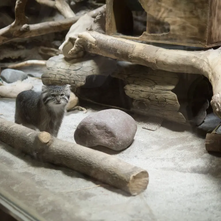 A photograph of Klyon in Ueno Zoological Gardens