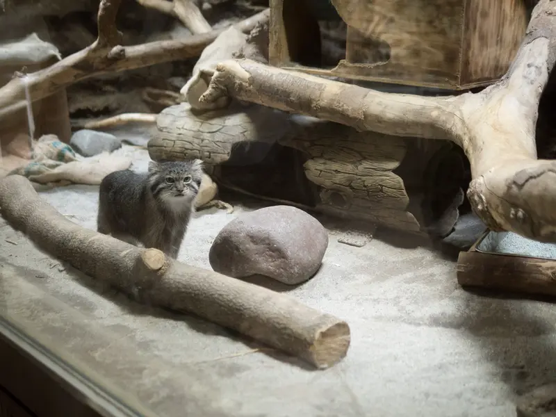A photograph of Klyon in Ueno Zoological Gardens