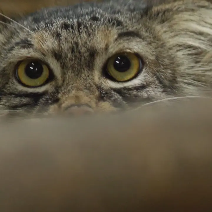 A photograph of a Pallas's cat in Ueno Zoological Gardens