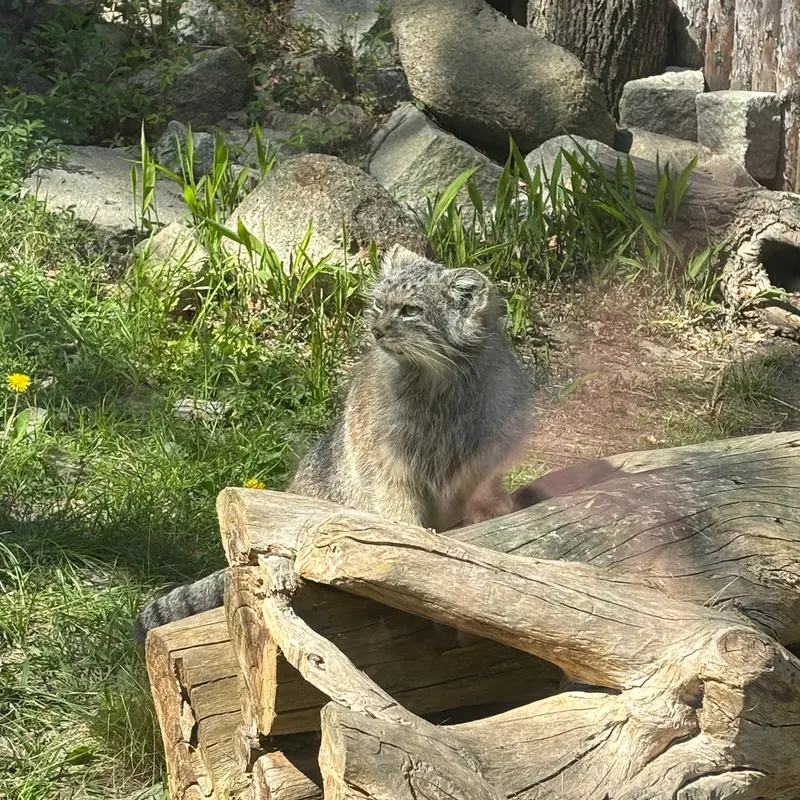 A photograph of Zarina in Wrocław Zoo
