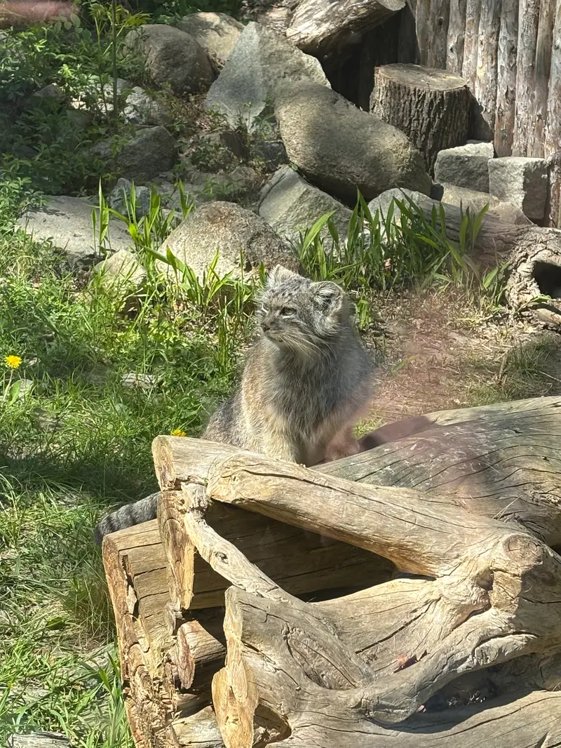 A photograph of Zarina in Wrocław Zoo