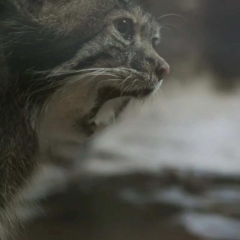 A photograph of Klyon in Ueno Zoological Gardens