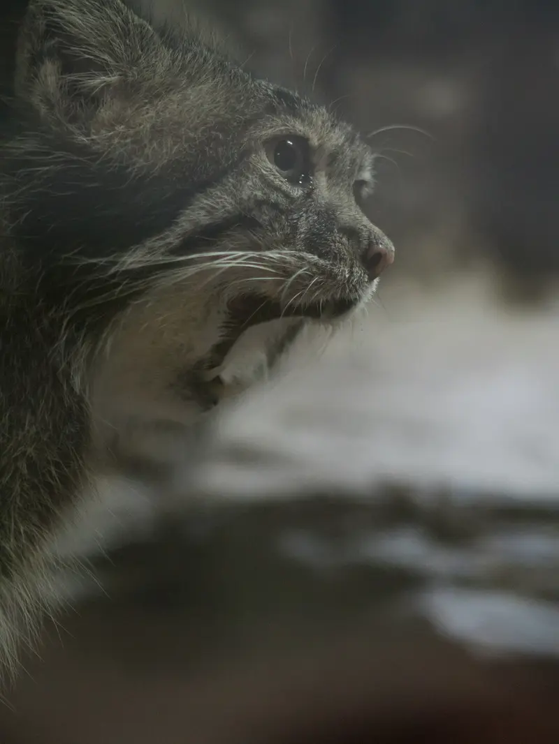 A photograph of Klyon in Ueno Zoological Gardens