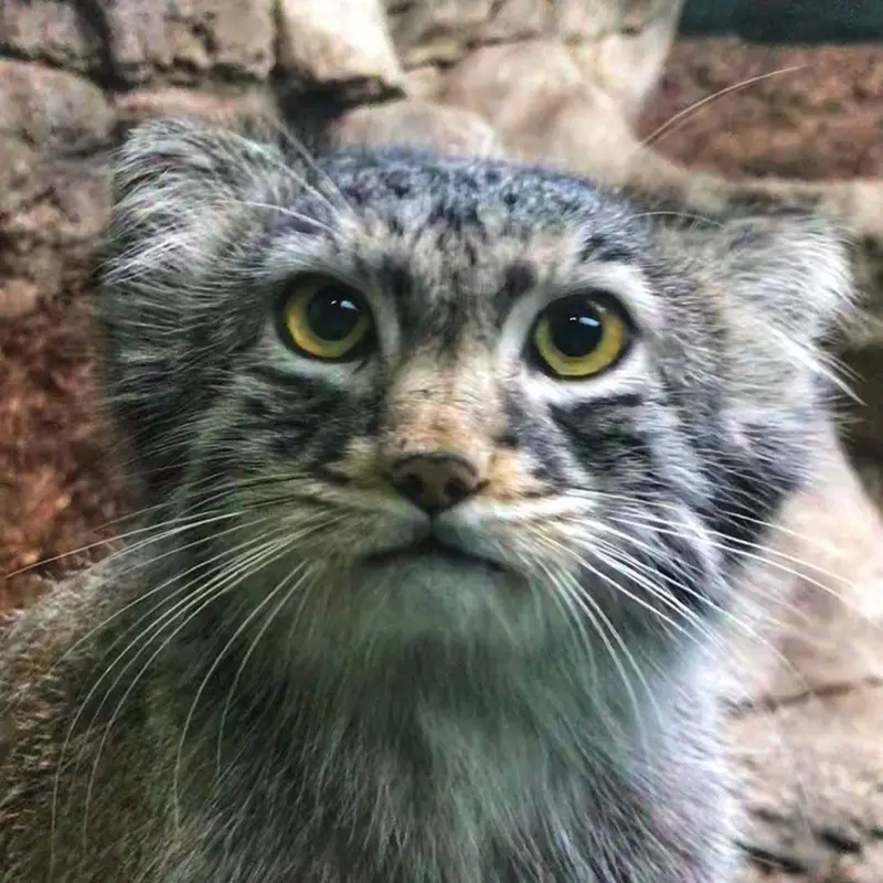 Atlas the Pallas's cat from Binghamton Zoo at Ross Park