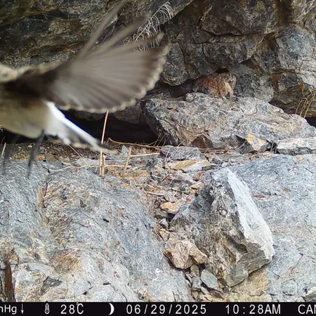 A photograph of a Pallas's cat from Zhundy 1 camera trap
