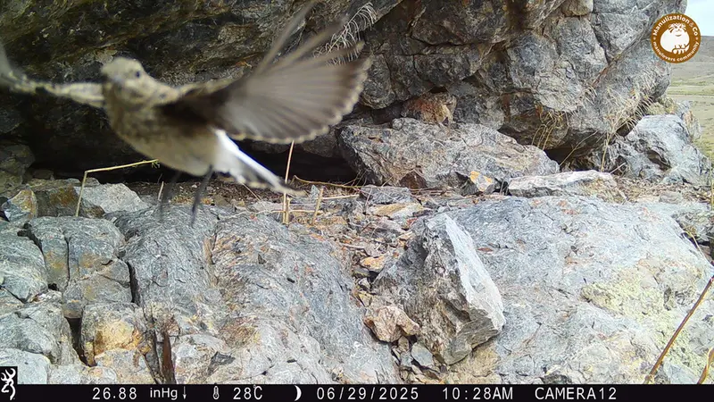 A photograph of a Pallas&#039;s cat from Zhundy 1 camera trap