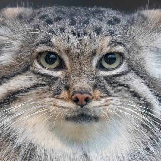 A photograph of a Pallas's cat