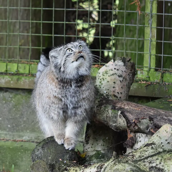 A photograph of Bella in Banham Zoo