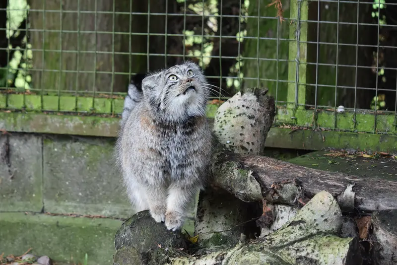 A photograph of Bella in Banham Zoo