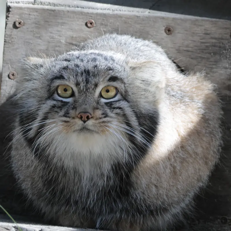 A photograph of Mensu in Novosibirsk Zoo