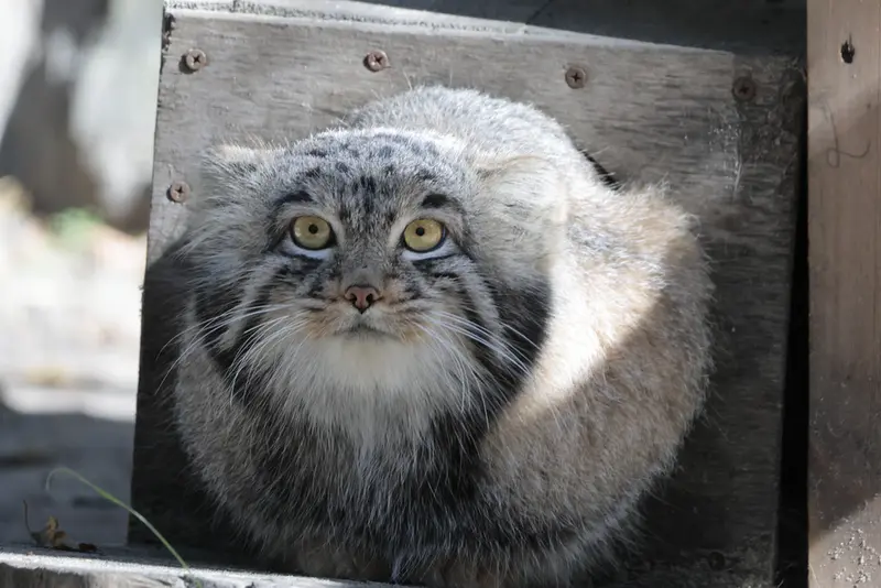 A photograph of Mensu in Novosibirsk Zoo