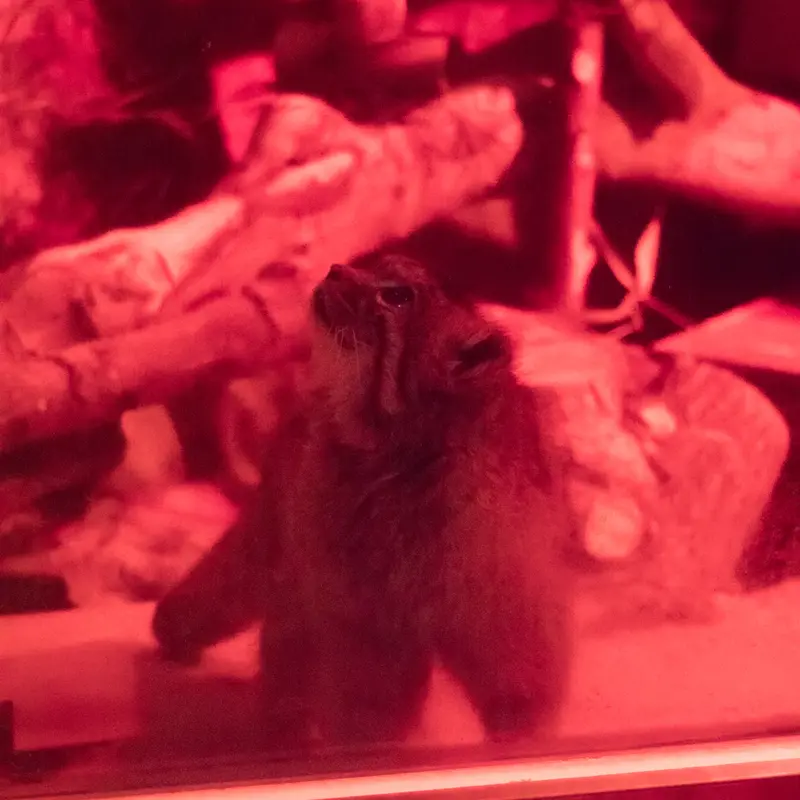 A photograph of Naim in Ueno Zoological Gardens