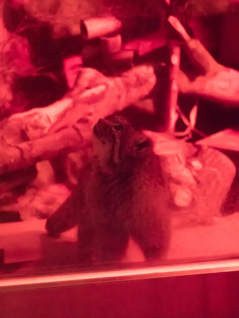 A photograph of Naim in Ueno Zoological Gardens