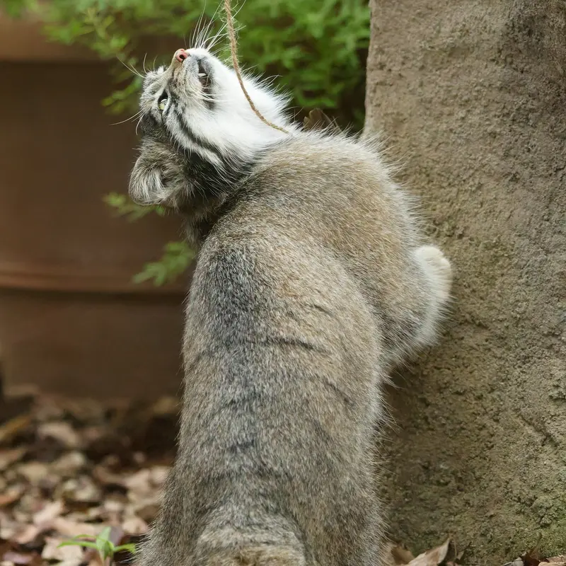 A photograph of Oto in Saitama Children's Zoo