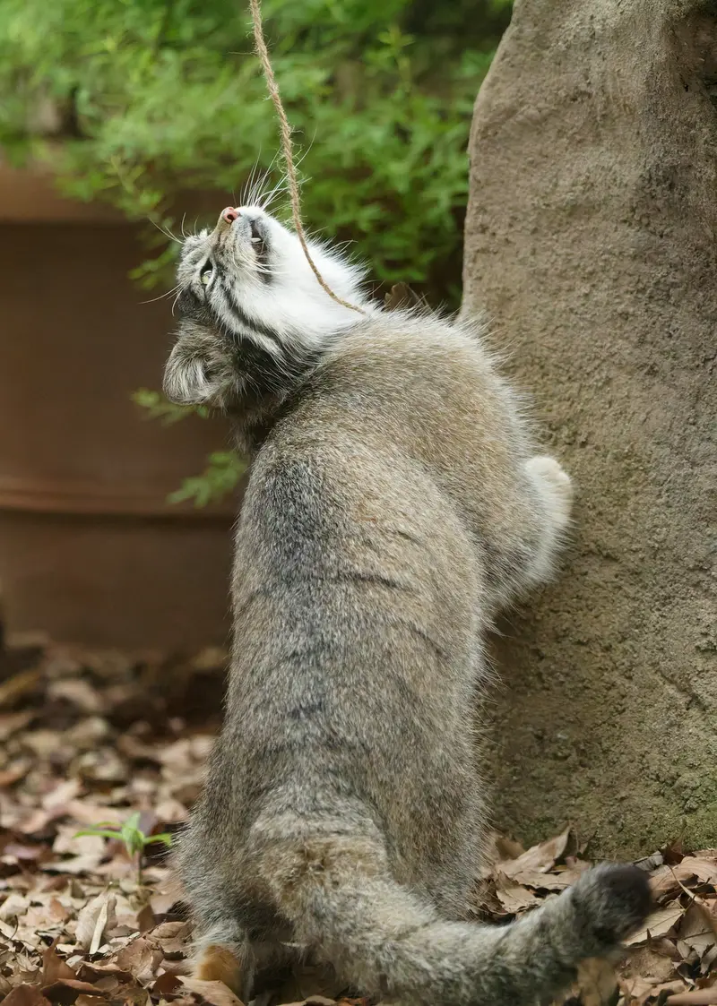 A photograph of Oto in Saitama Children's Zoo