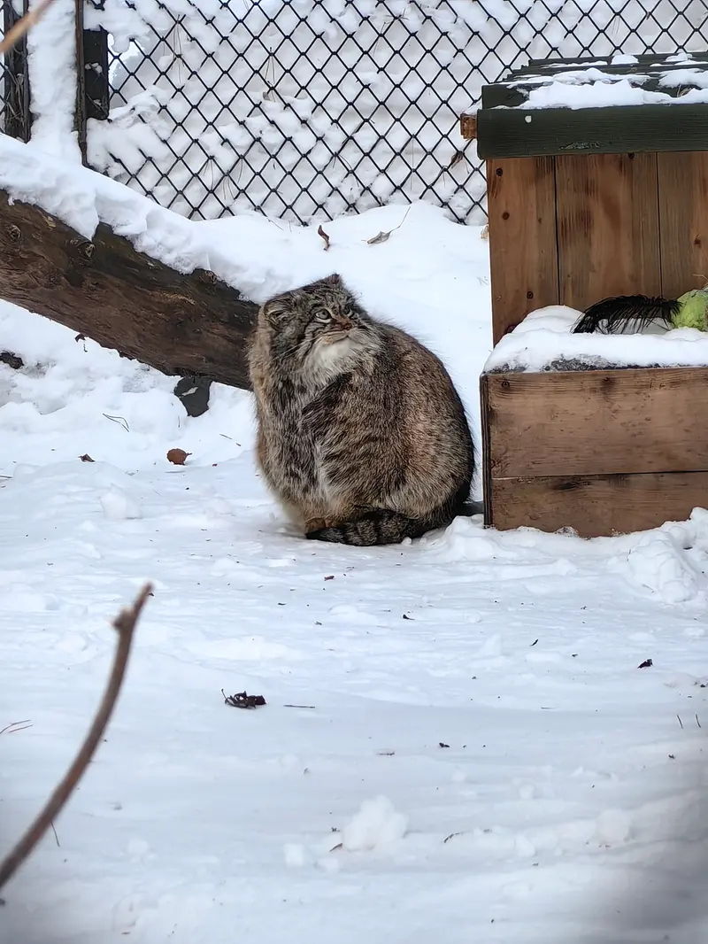 A photograph of Snezhinka in Novosibirsk Zoo