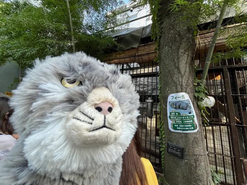 A photograph of a Pallas's cat in Nogeyama Zoo