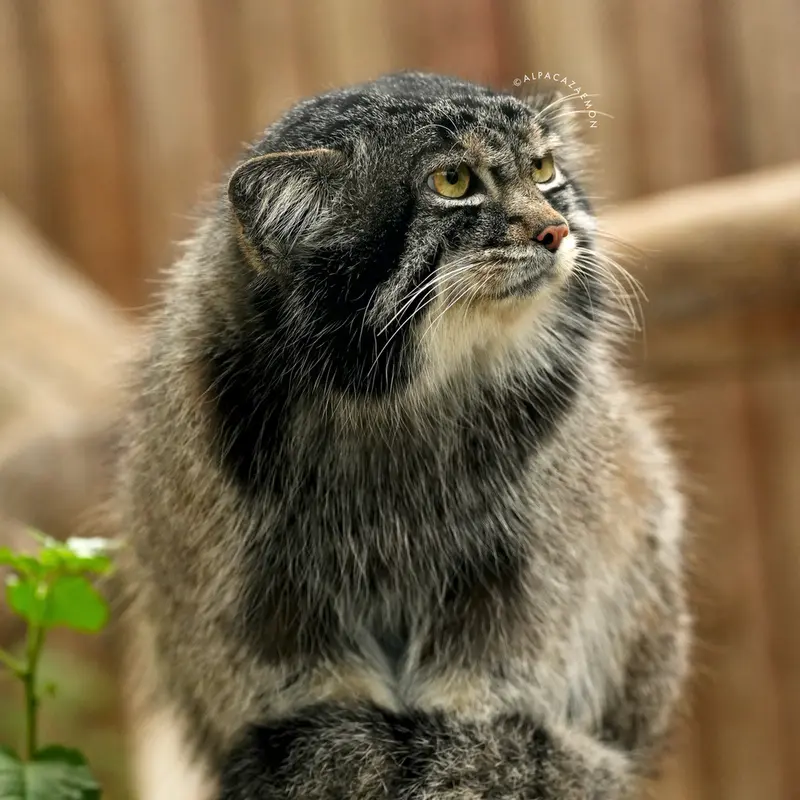 A photograph of Nar in Kobe Animal Kingdom