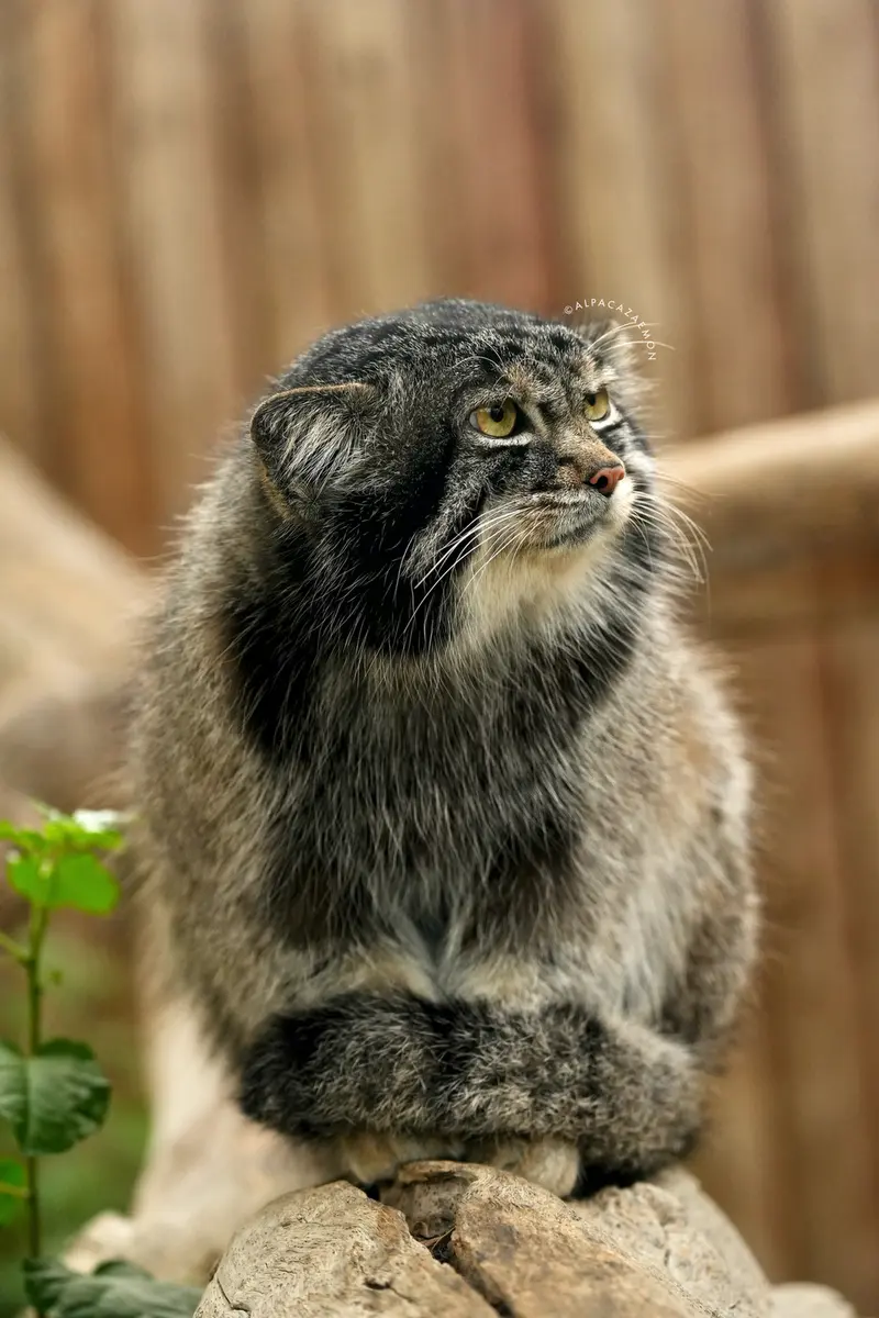 A photograph of Nar in Kobe Animal Kingdom