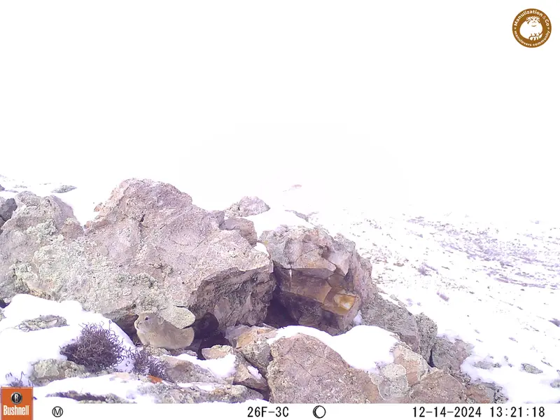 A photograph of Pika from Besshoky 1 camera trap