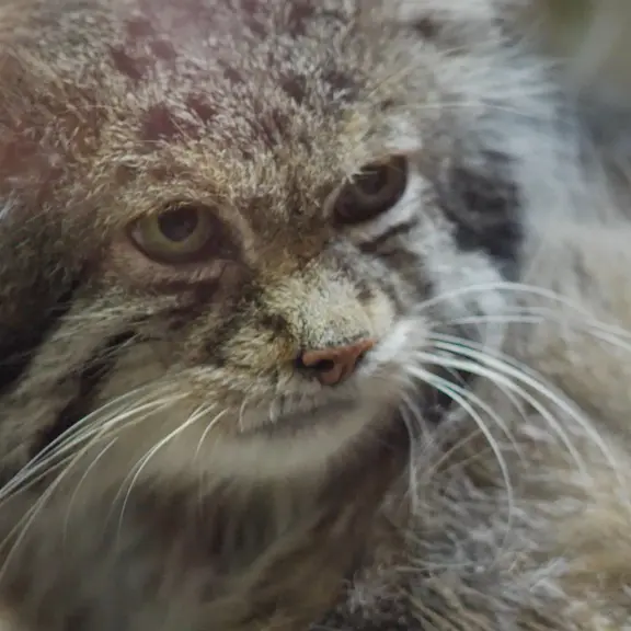 A photograph of a Pallas's cat in Ueno Zoological Gardens