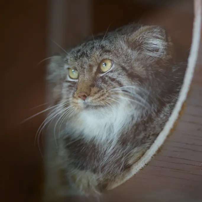 A photograph of Lotos in Saitama Children's Zoo