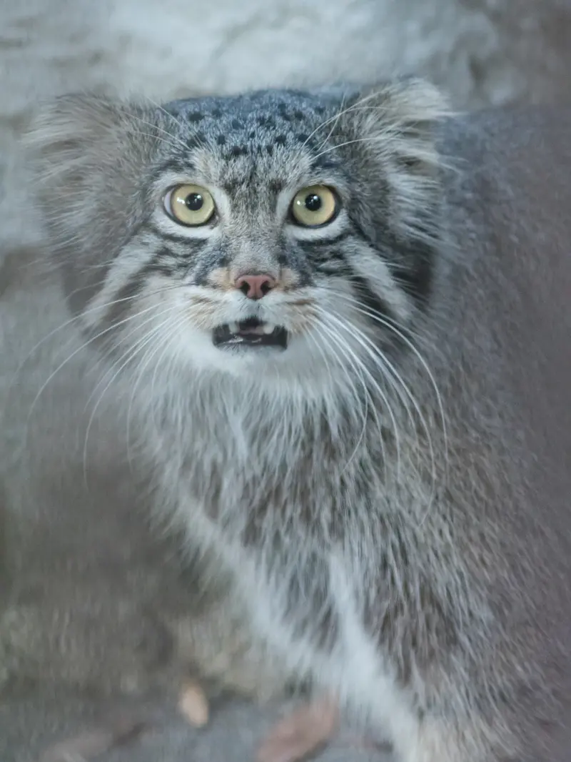 A photograph of Figa in Nogeyama Zoo